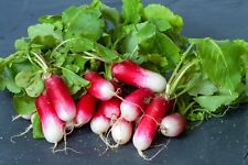 1000 seeds radishes for sale  Shipping to Ireland