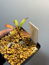 Nepenthes argentii rare for sale  Rehoboth