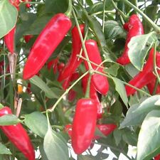 Serenade chilli pepper for sale  LYMM