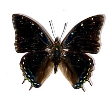 Insect Butterfly Nymphalidae Charaxes mafuga-Rare Male No. 1! for sale  Shipping to South Africa