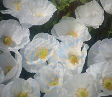 Poppy bridal silk for sale  DENBIGH