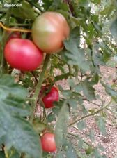 15 graines de Tomate Bio reproductibles Rose de Berne Russe Rouge Stupice na sprzedaż  Wysyłka do Poland