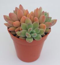 beautiful plant for sale  UK