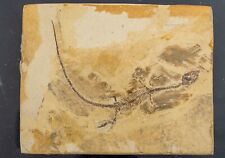 Sinohydrosaurus china platte gebraucht kaufen  Althegnenberg