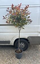 7ft standard photinia for sale  CHELMSFORD