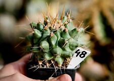 48. Cactus, Thelocactus rinconensis for sale  Shipping to South Africa