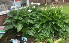 Arum lily roots for sale  WINSFORD