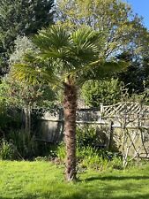 large palm tree for sale  LONDON