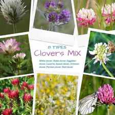 Types clover lawn for sale  Shipping to Ireland