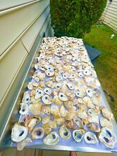 Oyster Shells Lot Of 50, Cleaned 2.5”-4+”, Great for crafts or weddings placards for sale  Shipping to South Africa