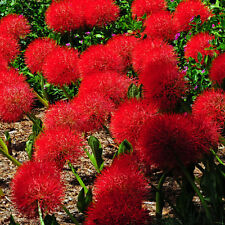 2 BULBS BLOOD LILY SCADOXUS MULTIFLORUS HAEMANTHUS RHIZOME FLOWER RARE PLANT  for sale  Shipping to South Africa