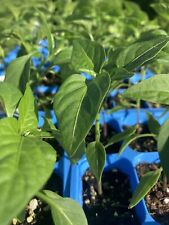 Green jalapeño chili for sale  Monongahela
