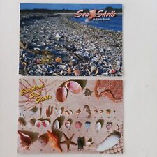 Postcards sea shells for sale  LLANDINAM