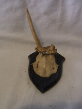 Deer antler shield for sale  Shipping to Ireland