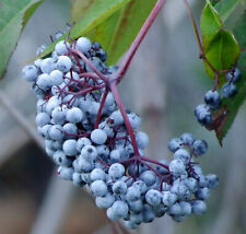 Blue elderberry potted for sale  Albany