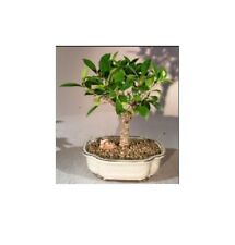 Ficus retusa bonsai for sale  Patchogue