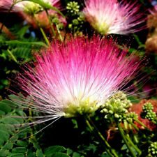 Rain tree seeds for sale  Lincolnton