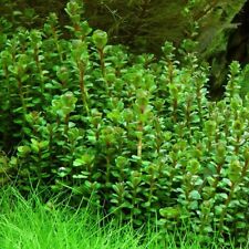 Rotala indica forme d'occasion  Krautergersheim