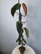 Philodendron gigas usato  Massa Di Somma