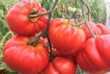 Tomatensamen sorte brutus gebraucht kaufen  Beilngries