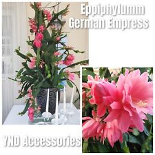 Rare epiphyllum german for sale  UK