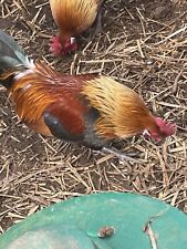 Gold dutch hatching for sale  WELLS