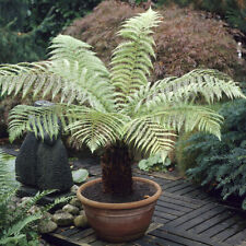 Tree fern log for sale  PETERBOROUGH