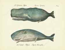 Sperm whale cachalot for sale  HASLEMERE