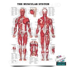 CARTÃO MÉDICO CIÊNCIA ANATOMIA HUMANA sistema muscular *laminado* pôster IMPRESSÃO comprar usado  Enviando para Brazil