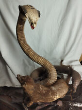 Cobra reale con usato  Montespertoli