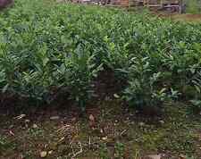 Cherry laurel potted for sale  NEWRY