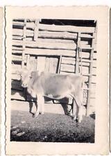 Pretty guernsey heifer for sale  Thomasville