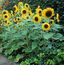 Sunflower waooh seeds for sale  GRIMSBY