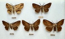Waved umber moths for sale  Shipping to Ireland