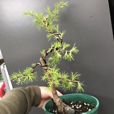 Japanese larch bonsai for sale  LIVERPOOL