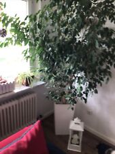 ficus benjamini baum gebraucht kaufen  Steinau