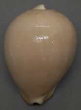 SEA SHELL ZOILA VENUSTA ROSEOPUNCTATA ROSEOIMMACULATA 79.1 mm VERY RARE TOP PINK for sale  Shipping to South Africa
