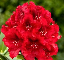 Rhododendron red xxxl for sale  NORTHWICH