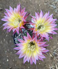 Echinopsis hybrid cactus usato  Menfi