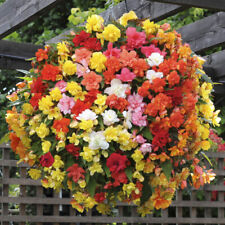 trailing begonia plants for sale  PETERBOROUGH