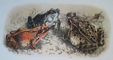 Common frog frogs d'occasion  Expédié en Belgium