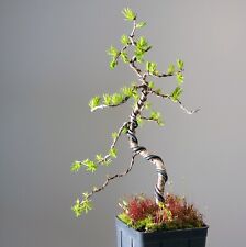 Larix decidua larice usato  Merate