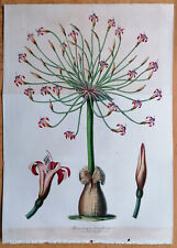 Used, Brunsvigia Amaryllis - Van Houtte Large Botanical Print - 1848 for sale  Shipping to South Africa
