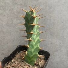 8cm cactus live for sale  Shipping to Ireland