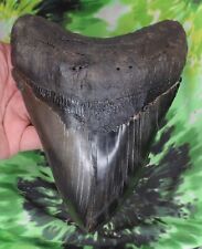 Megalodon Sharks Tooth 6 1/2" inch GIANT!  fossil sharks teeth tooth for sale  Shipping to South Africa