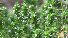 Common thyme seeds for sale  Deltona