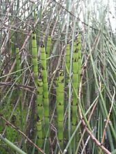 Horsetail plants natural for sale  Sanger