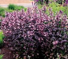 Penstemon dakota burgundy for sale  Shipping to Ireland