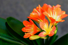 Clivia plant 30cm for sale  RUGBY