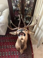 Shoulder mount elk for sale  Los Angeles